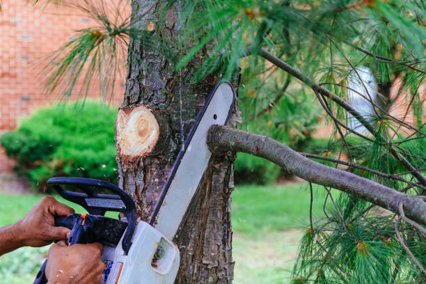 Best Arborist Consultation Services  in Oreana, IL